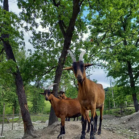 Az. Agr. Agriturismo Nonna Nella Çiftlik konaklama Guiglia