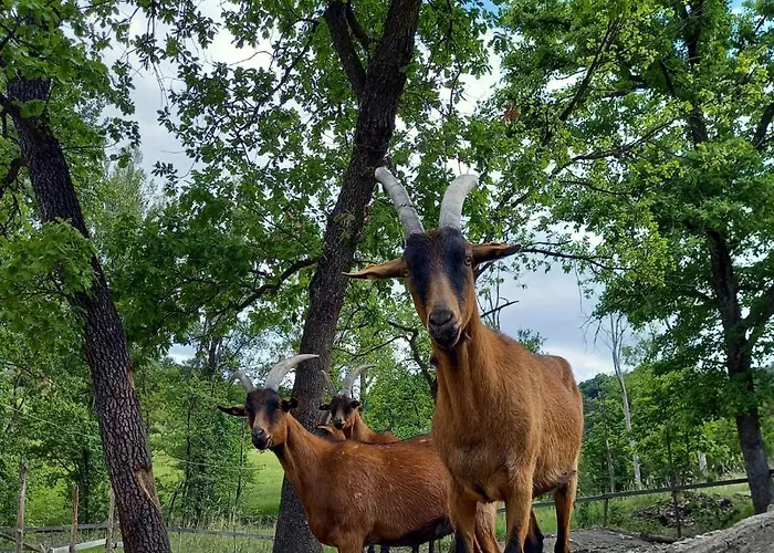 Az. Agr. Agriturismo Nonna Nella Gospodarstwo agroturystyczne Guiglia